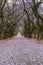 Jacarande trees purple flowers on the road