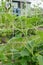 Jack-be-little pumpkin vine climbs trellis in allotment