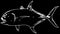 Jack crevalle fish predator on black background