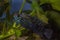 Jack Dempsey cichlid fish swimming in the aquarium.