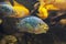 Jack Dempsey fish - Rocio octofasciata