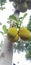 Jack fruit Artocarpus heterophyllus& x29;, India. Jackfruit is a summer fruit.