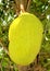 Jack fruit hanging the tree.