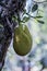 Jack fruit, I planted it in front of my house