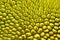 jack fruit skin texture,