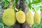 Jack fruit on tree