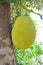 Jack fruit on tree