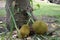 Jack-fruit, tree, fruit, ground, farm, garden.