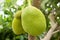 Jack fruits