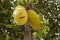 Jack Fruits