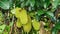 Jack fruits hanging on the tree