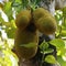 Jack fruits hanging in trees in a tropical fruit garden in india