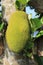 Jack fruits or nangka or cempedak Artocarpus heterophyllus hanging in trees in a tropical fruit garden in indonesia.