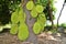 Jack fruits in the tree