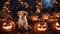 jack o lantern An enchanting Halloween puppy with a miniature broomstick, surrounded by a circle of carved pumpkins