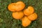 Jack o\'Lantern Mushroom