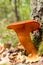 Jack o\'Lantern Mushroom