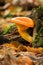 Jack o\'Lantern Mushroom