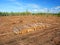 Jack Pine Logging Michigan