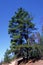 Jack Pine Mature Tree  37285