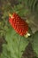 Jack-in-the-pulpit