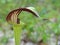 Jack in the Pulpit