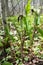 Jack-in-the-Pulpit