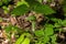 Jack in the Pulpit Arisaema triphyllum.