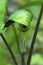 Jack in the pulpit flower in Giuffrida Park, Meriden, Connecticut.