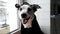 Jack Russel in black bandana and jacket sits on windowsill