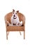 Jack Russel in a chair