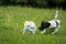 A Jack Russel and a Chihuahua play together