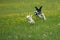 A Jack Russel and a Chihuahua play together