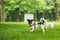 A Jack Russel and a Chihuahua play together