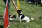 Jack russel and dog agility