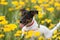 Jack russel on flower meadow