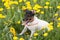 Jack russel on flower meadow