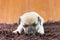 Jack russel puppy dog on cloth