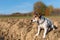 Jack Russel is sittin in a field in autums in front of blue sky