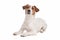 Jack Russel Terrier