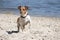 Jack Russel Terrier