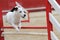 Jack russel terrier in agility