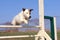 Jack russel terrier in agility