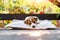 Jack russel terrier on autumn terrace