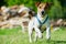 Jack Russel Terrier in a blue harness runs on a grass.