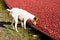 Jack russel terrier on a bog