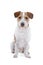 Jack Russel terrier dog