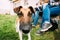 Jack Russel Terrier Dog Standing Near Woman Feet In Green Grass,