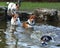 Jack Russel Terrier dogs playing in a pond