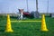 Jack russel terrier jumps over hurdle